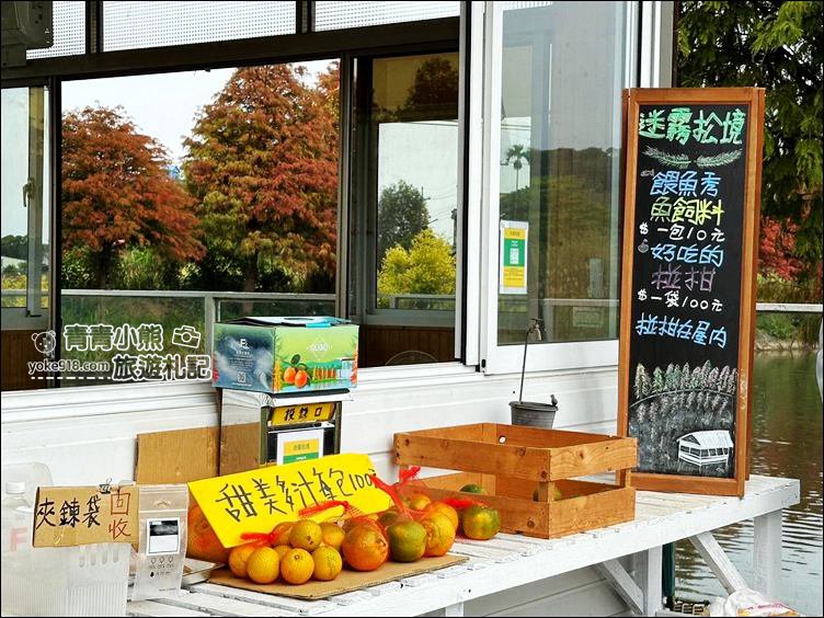 嘉義景點》迷霧松境落羽松已變色~免門票景點，池塘旁的夢幻落羽松林 @青青小熊＊旅遊札記