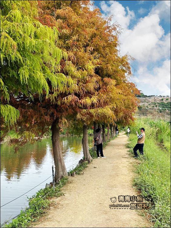 嘉義景點》迷霧松境落羽松已變色~免門票景點,池塘旁的夢幻落羽松林 @青青小熊*旅遊札記 嘉義景點》迷霧松境落羽松已變色~免門票景點,池塘旁的夢幻落羽松林 @青青小熊*旅遊札記