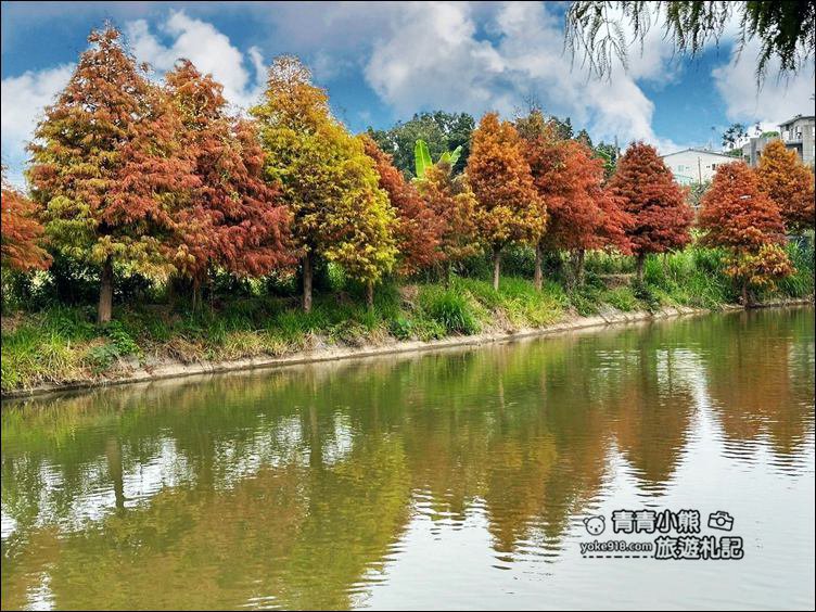 嘉義景點》迷霧松境落羽松已變色~免門票景點,池塘旁的夢幻落羽松林 @青青小熊*旅遊札記 嘉義景點》迷霧松境落羽松已變色~免門票景點,池塘旁的夢幻落羽松林 @青青小熊*旅遊札記