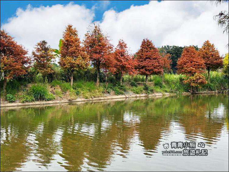 嘉義景點》迷霧松境落羽松已變色~免門票景點,池塘旁的夢幻落羽松林 @青青小熊*旅遊札記 嘉義景點》迷霧松境落羽松已變色~免門票景點,池塘旁的夢幻落羽松林 @青青小熊*旅遊札記