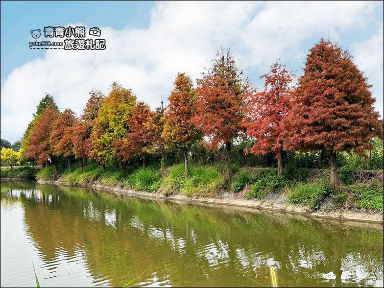 嘉義景點》迷霧松境落羽松已變色~免門票景點,池塘旁的夢幻落羽松林 @青青小熊*旅遊札記 嘉義景點》迷霧松境落羽松已變色~免門票景點,池塘旁的夢幻落羽松林 @青青小熊*旅遊札記