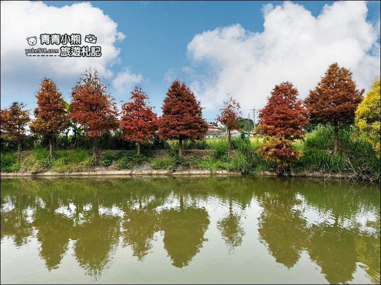 嘉義景點》迷霧松境落羽松已變色~免門票景點,池塘旁的夢幻落羽松林 @青青小熊*旅遊札記 嘉義景點》迷霧松境落羽松已變色~免門票景點,池塘旁的夢幻落羽松林 @青青小熊*旅遊札記