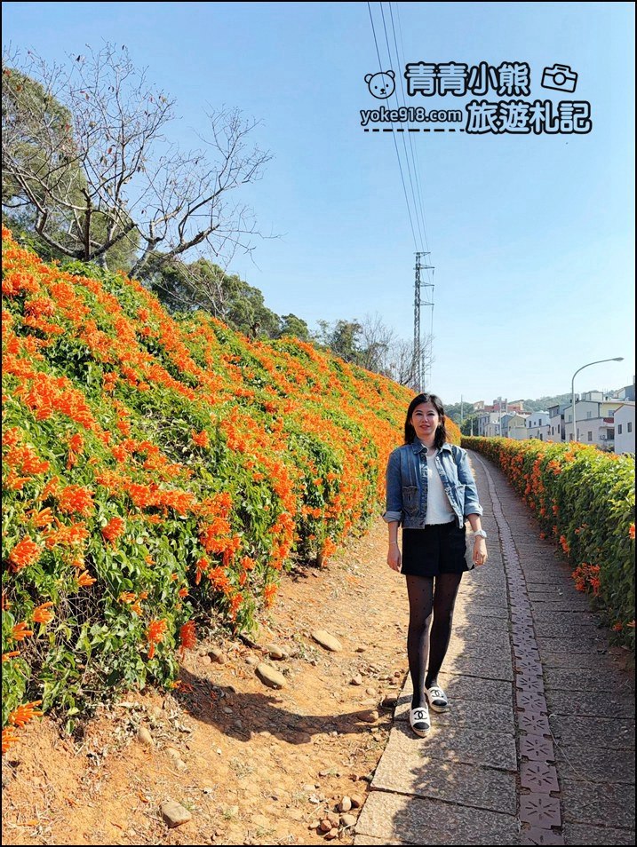 苗栗景點》銅鑼炮仗花海瀑布．季節限定賞花推薦~超美炮仗花登場 @青青小熊＊旅遊札記