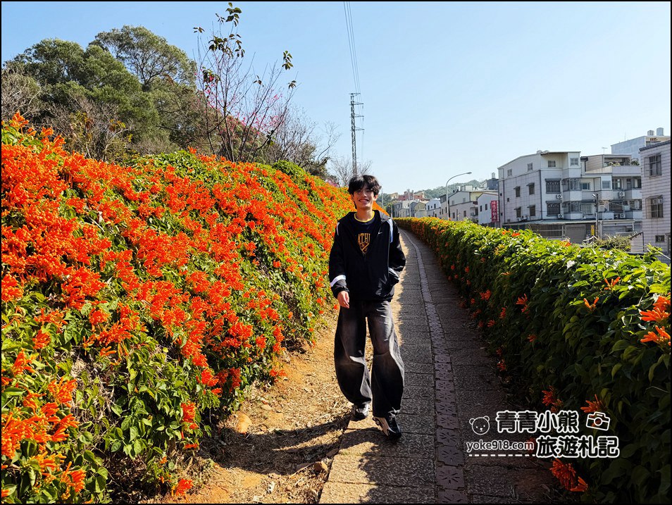 苗栗景點》銅鑼炮仗花海瀑布．季節限定賞花推薦~超美炮仗花登場 @青青小熊＊旅遊札記