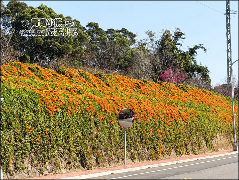 苗栗景點》銅鑼炮仗花海瀑布．季節限定賞花推薦~超美炮仗花登場 @青青小熊＊旅遊札記