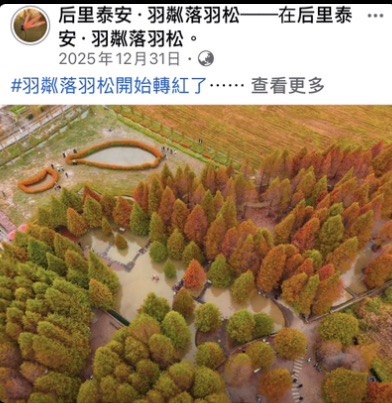 台中后里景點》泰安落羽松-羽粼落羽松.走進美麗落羽松林 @青青小熊*旅遊札記 台中后里景點》泰安落羽松-羽粼落羽松.走進美麗落羽松林 @青青小熊*旅遊札記