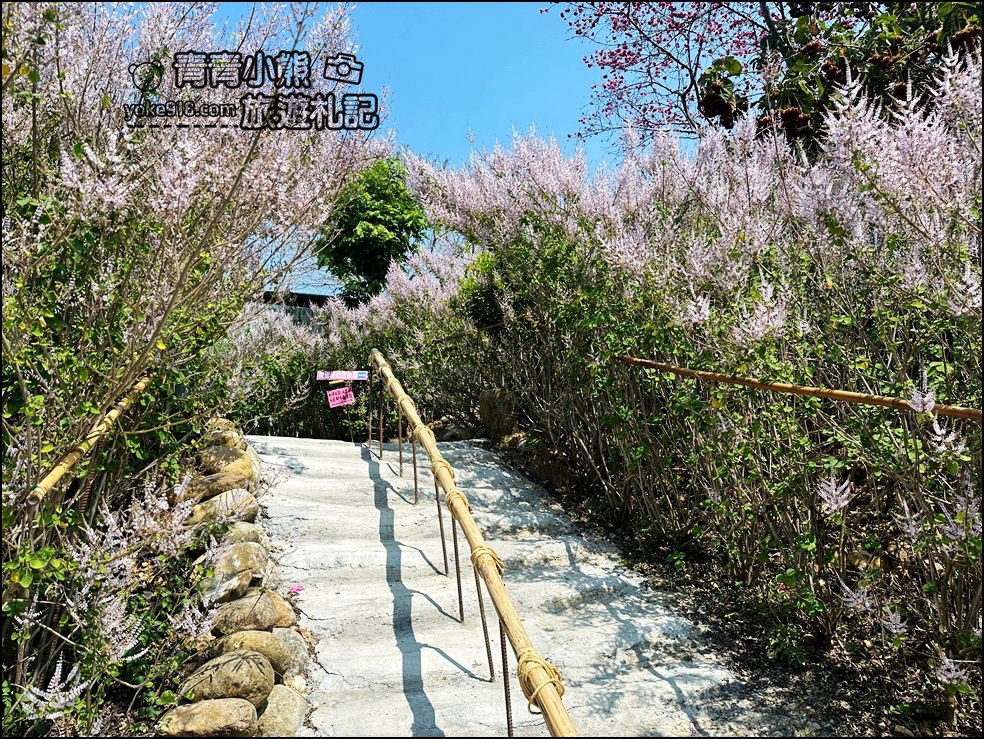 南投景點》瑰蜜甜心玫瑰園~季節限定粉紅山丘麝香木祕境，一片夢幻粉紫仙氣飄飄超好拍 @青青小熊＊旅遊札記