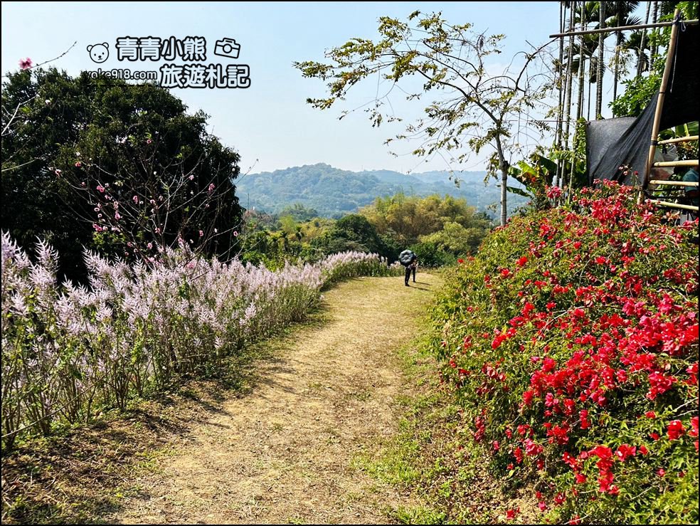南投景點》瑰蜜甜心玫瑰園~季節限定粉紅山丘麝香木祕境，一片夢幻粉紫仙氣飄飄超好拍 @青青小熊＊旅遊札記
