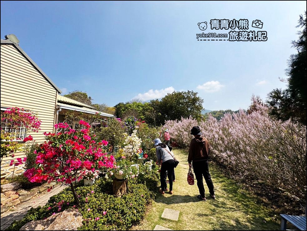 南投景點》瑰蜜甜心玫瑰園~季節限定粉紅山丘麝香木祕境，一片夢幻粉紫仙氣飄飄超好拍 @青青小熊＊旅遊札記