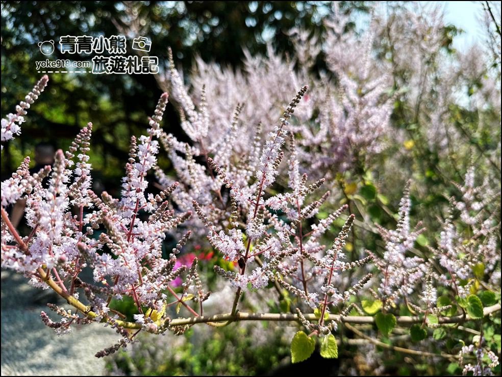 南投景點》瑰蜜甜心玫瑰園~季節限定粉紅山丘麝香木祕境，一片夢幻粉紫仙氣飄飄超好拍 @青青小熊＊旅遊札記