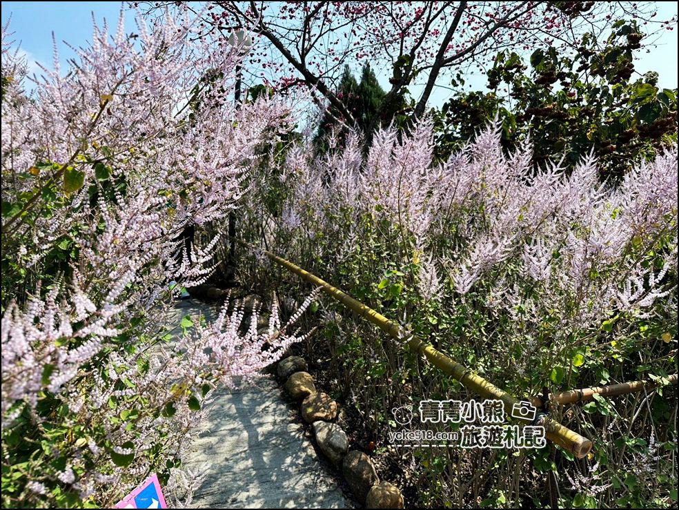 南投景點》瑰蜜甜心玫瑰園~季節限定粉紅山丘麝香木祕境，一片夢幻粉紫仙氣飄飄超好拍 @青青小熊＊旅遊札記