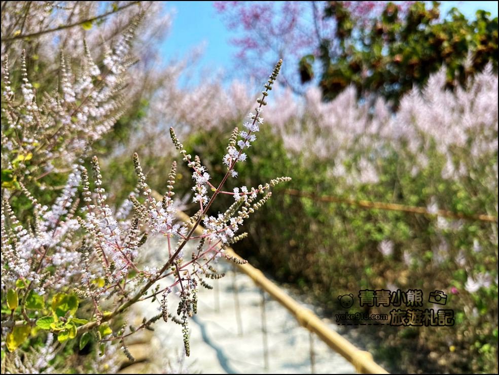 南投景點》瑰蜜甜心玫瑰園~季節限定粉紅山丘麝香木祕境，一片夢幻粉紫仙氣飄飄超好拍 @青青小熊＊旅遊札記