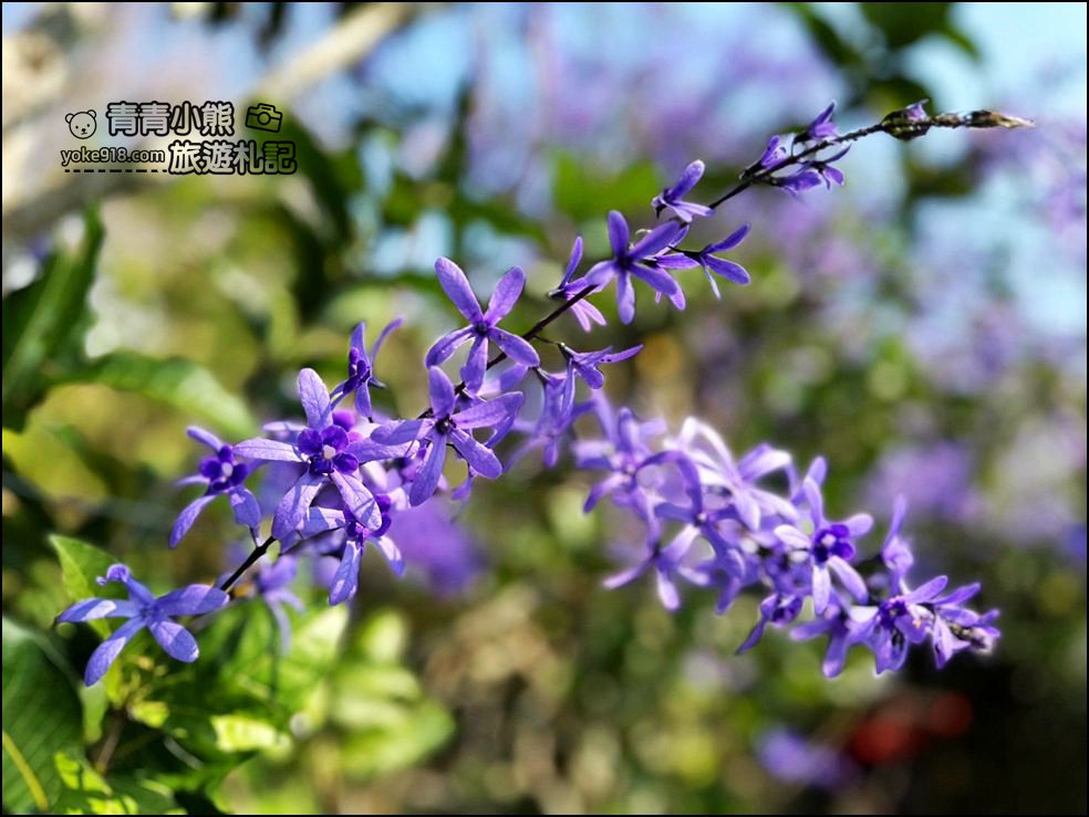 南投景點》瑰蜜甜心玫瑰園~季節限定粉紅山丘麝香木祕境，一片夢幻粉紫仙氣飄飄超好拍 @青青小熊＊旅遊札記