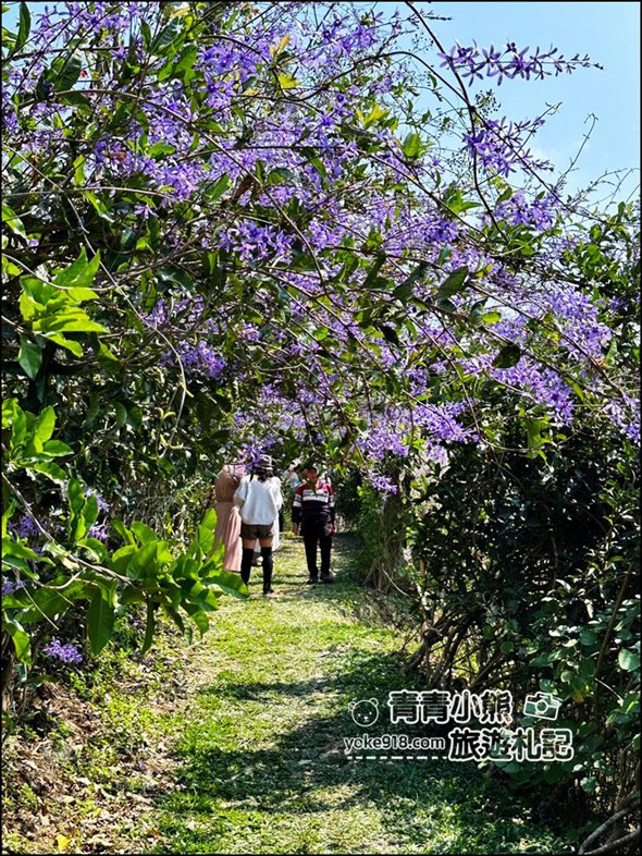 南投景點》瑰蜜甜心玫瑰園~季節限定粉紅山丘麝香木祕境，一片夢幻粉紫仙氣飄飄超好拍 @青青小熊＊旅遊札記