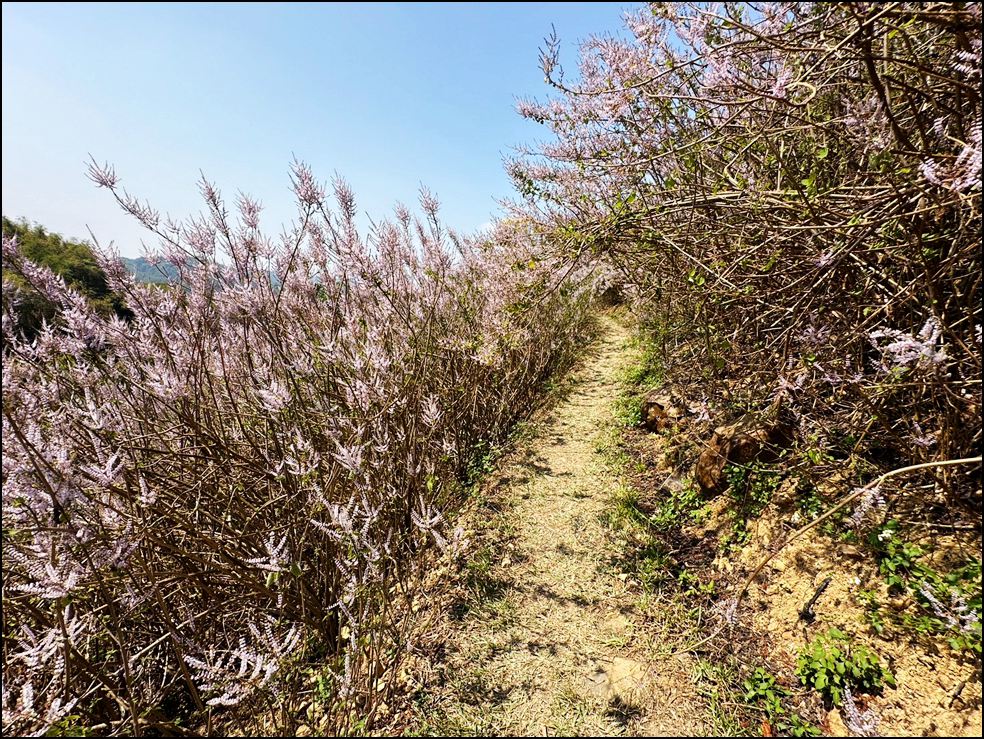 南投景點》瑰蜜甜心玫瑰園~季節限定粉紅山丘麝香木祕境，一片夢幻粉紫仙氣飄飄超好拍 @青青小熊＊旅遊札記