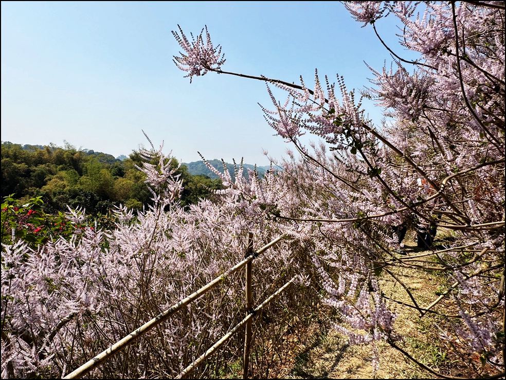 南投景點》瑰蜜甜心玫瑰園~季節限定粉紅山丘麝香木祕境，一片夢幻粉紫仙氣飄飄超好拍 @青青小熊＊旅遊札記
