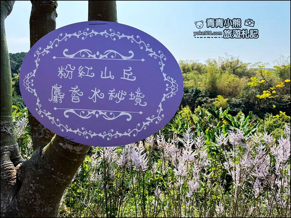 南投景點》瑰蜜甜心玫瑰園~季節限定粉紅山丘麝香木祕境，一片夢幻粉紫仙氣飄飄超好拍 @青青小熊＊旅遊札記