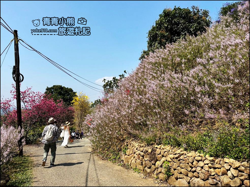 南投景點》瑰蜜甜心玫瑰園~季節限定粉紅山丘麝香木祕境，一片夢幻粉紫仙氣飄飄超好拍 @青青小熊＊旅遊札記