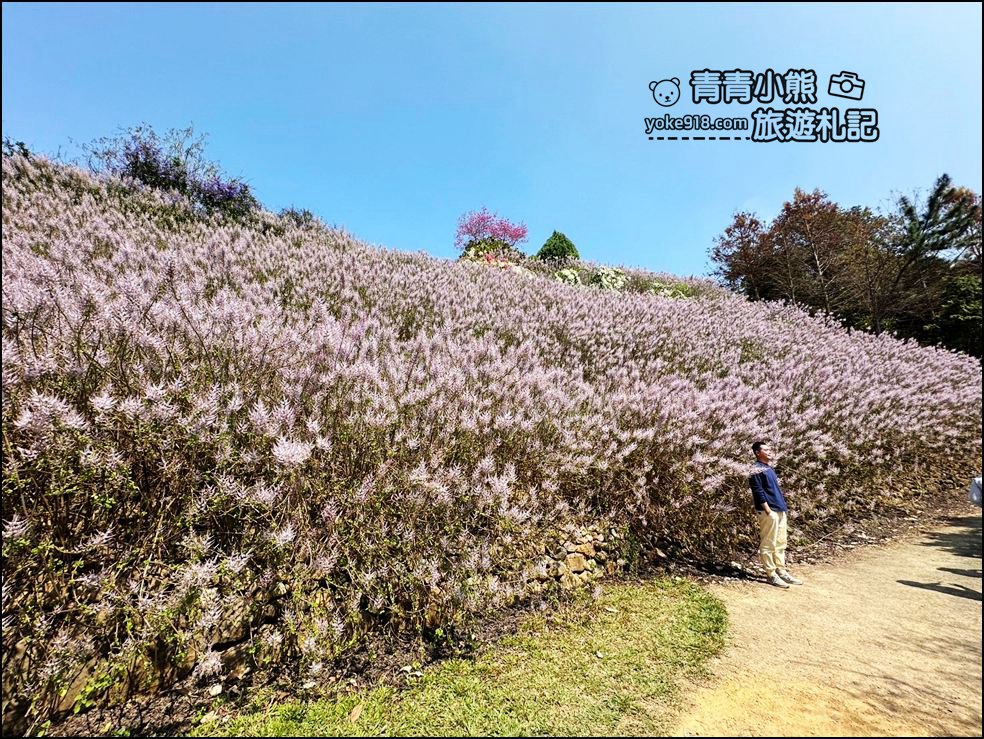 南投景點》瑰蜜甜心玫瑰園~季節限定粉紅山丘麝香木祕境，一片夢幻粉紫仙氣飄飄超好拍 @青青小熊＊旅遊札記