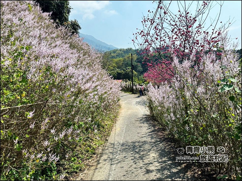 南投景點》瑰蜜甜心玫瑰園~季節限定粉紅山丘麝香木祕境，一片夢幻粉紫仙氣飄飄超好拍 @青青小熊＊旅遊札記