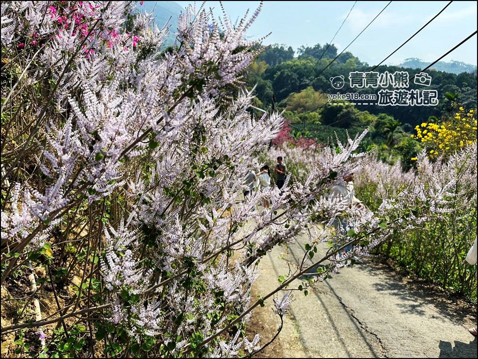 南投景點》瑰蜜甜心玫瑰園~季節限定粉紅山丘麝香木祕境，一片夢幻粉紫仙氣飄飄超好拍 @青青小熊＊旅遊札記