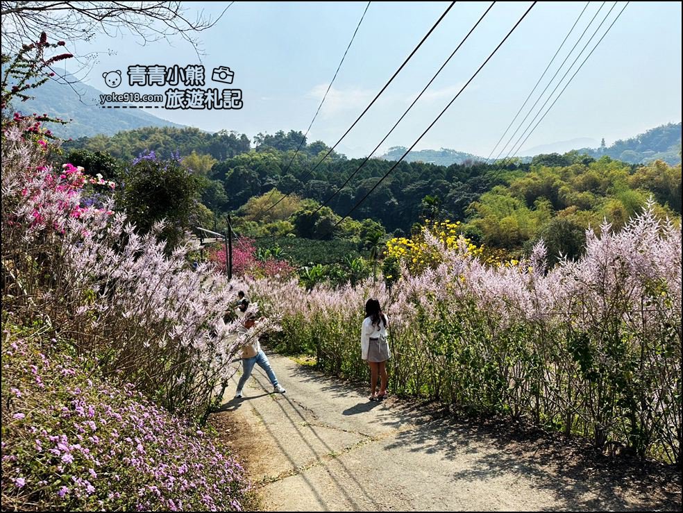 南投景點》瑰蜜甜心玫瑰園~季節限定粉紅山丘麝香木祕境，一片夢幻粉紫仙氣飄飄超好拍 @青青小熊＊旅遊札記