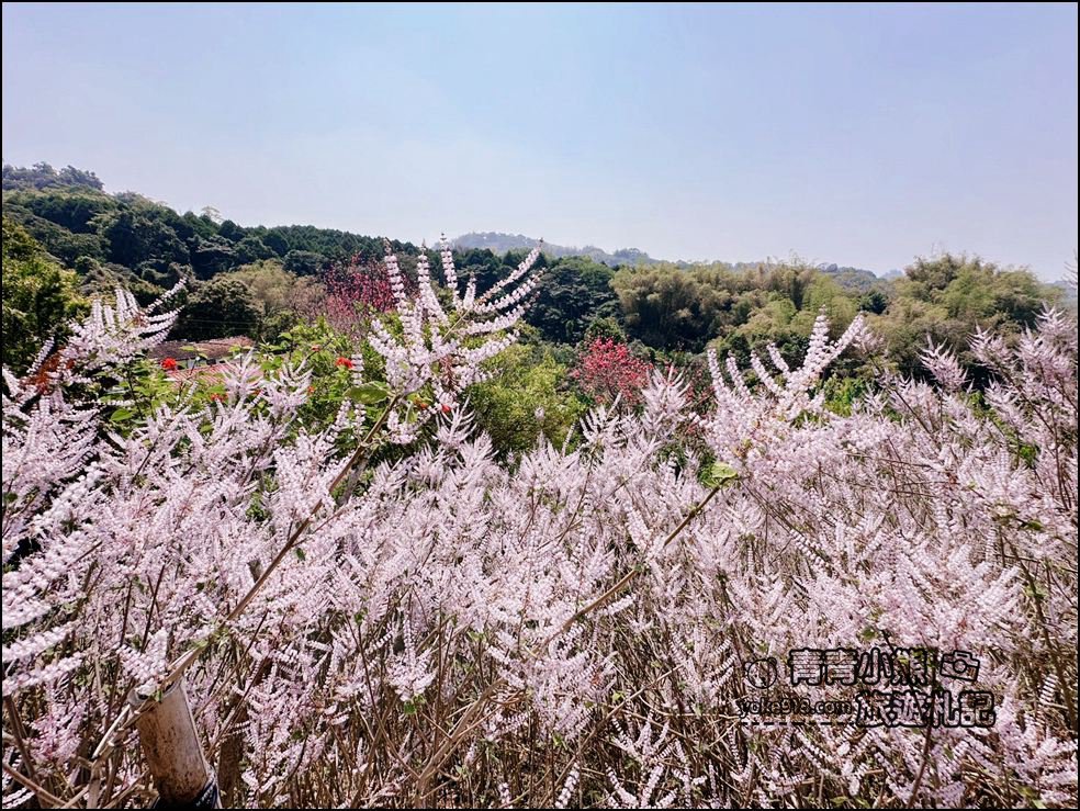 南投景點》瑰蜜甜心玫瑰園~季節限定粉紅山丘麝香木祕境，一片夢幻粉紫仙氣飄飄超好拍 @青青小熊＊旅遊札記