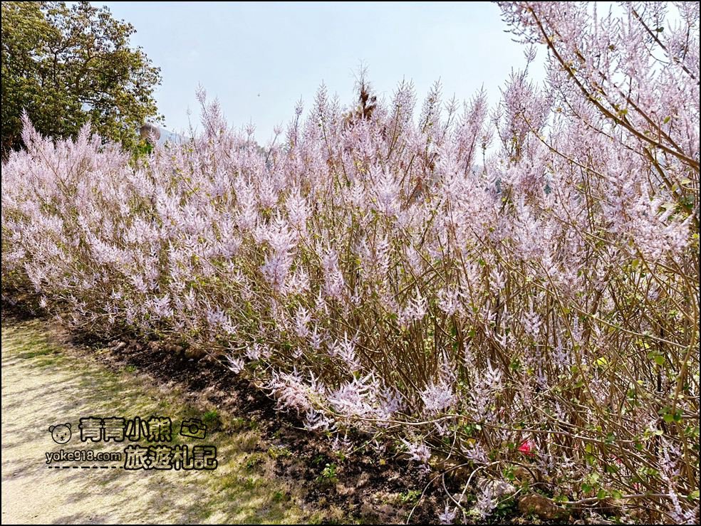 南投景點》瑰蜜甜心玫瑰園~季節限定粉紅山丘麝香木祕境，一片夢幻粉紫仙氣飄飄超好拍 @青青小熊＊旅遊札記