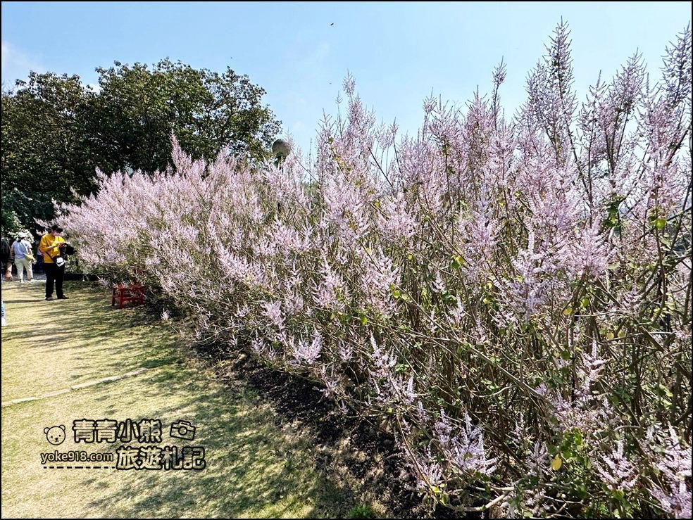 南投景點》瑰蜜甜心玫瑰園~季節限定粉紅山丘麝香木祕境，一片夢幻粉紫仙氣飄飄超好拍 @青青小熊＊旅遊札記
