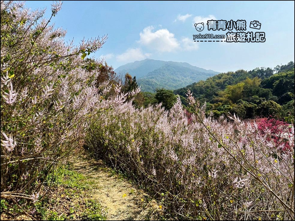 南投景點》瑰蜜甜心玫瑰園~季節限定粉紅山丘麝香木祕境，一片夢幻粉紫仙氣飄飄超好拍 @青青小熊＊旅遊札記