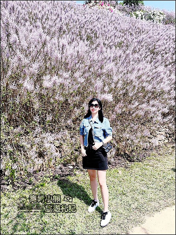 南投景點》瑰蜜甜心玫瑰園~季節限定粉紅山丘麝香木祕境，一片夢幻粉紫仙氣飄飄超好拍 @青青小熊＊旅遊札記
