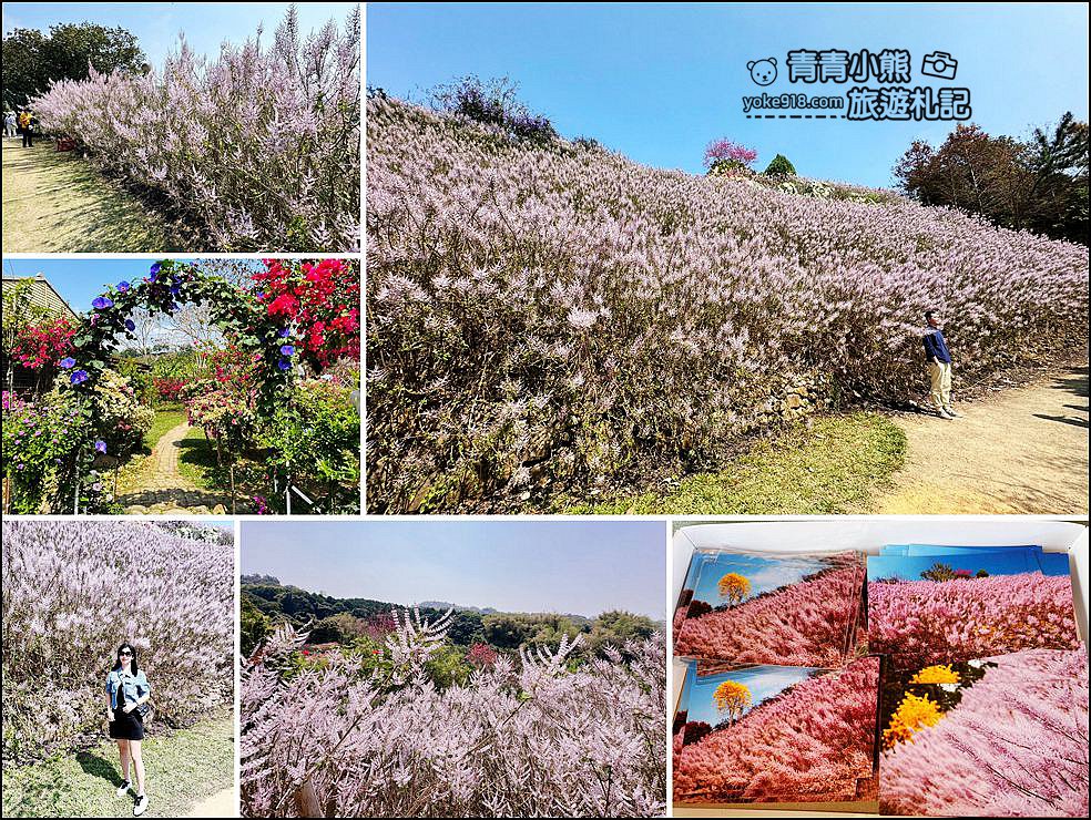 南投景點》瑰蜜甜心玫瑰園~季節限定粉紅山丘麝香木祕境，一片夢幻粉紫仙氣飄飄超好拍 @青青小熊＊旅遊札記