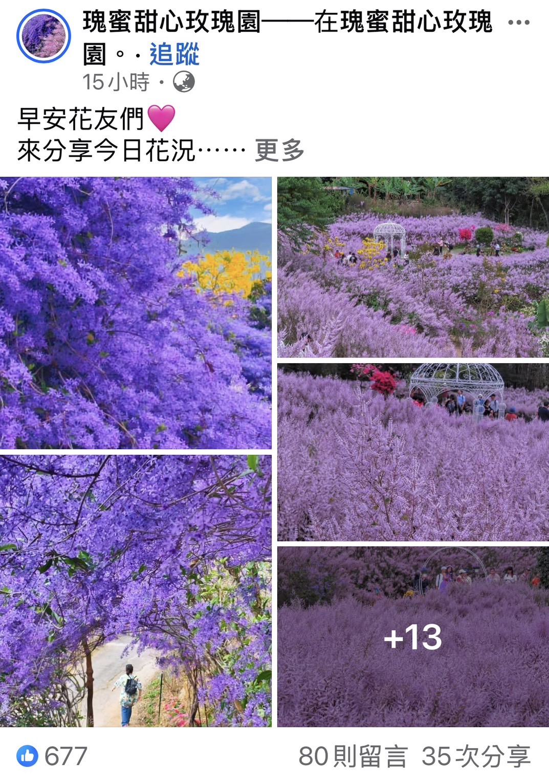南投景點》瑰蜜甜心玫瑰園~季節限定粉紅山丘麝香木祕境，一片夢幻粉紫仙氣飄飄超好拍 @青青小熊＊旅遊札記
