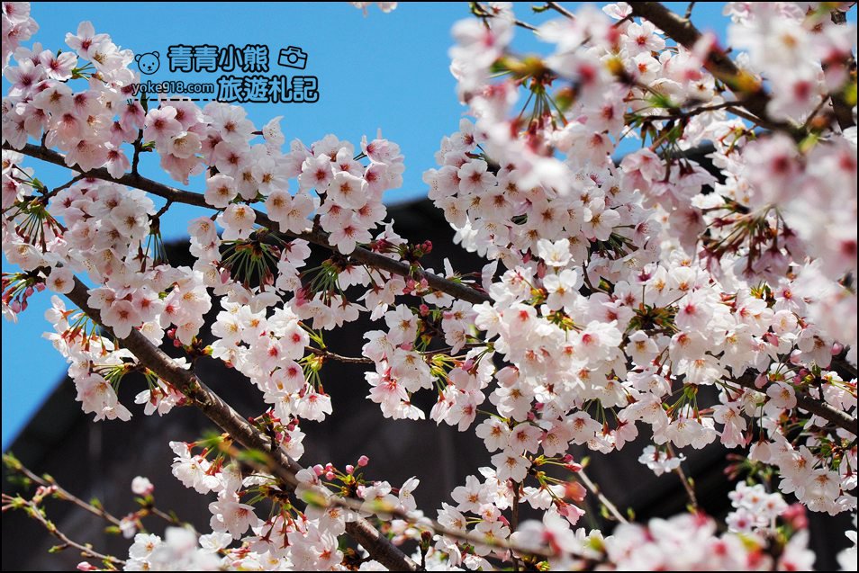 日本京阪電車一日券》從大阪遊到京都一日遊超划算~必玩景點推薦 @青青小熊*旅遊札記 日本京阪電車一日券》從大阪遊到京都一日遊超划算~必玩景點推薦 @青青小熊*旅遊札記