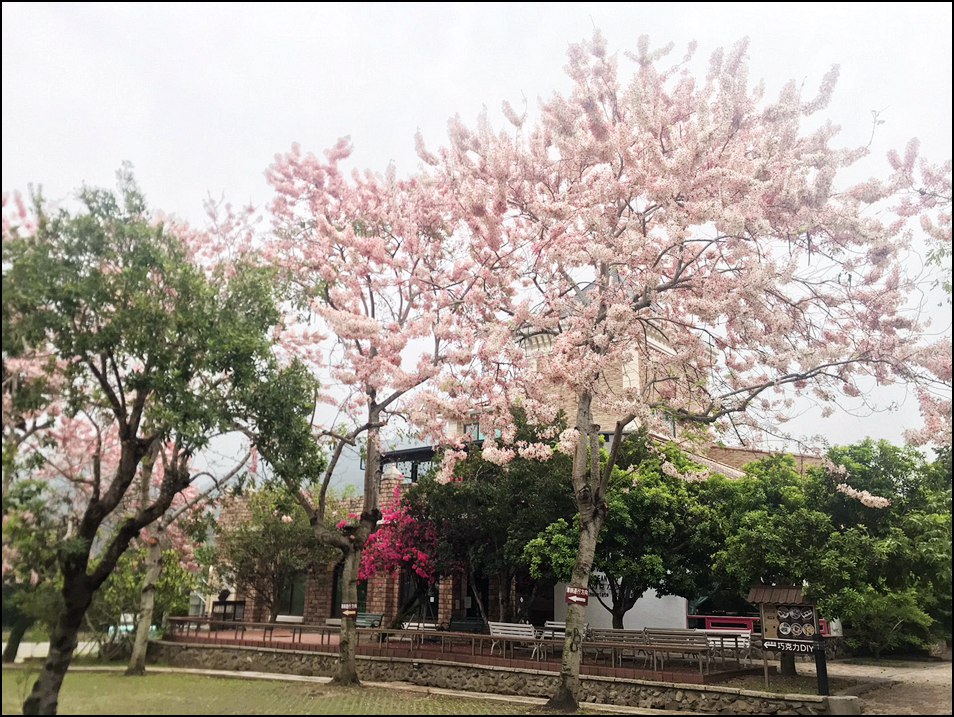 苗栗景點》山中的甜蜜城堡巧克力雲莊,賞花吃甜點還有DIY,住宿泡湯玩水也超讚 @青青小熊*旅遊札記 苗栗景點》山中的甜蜜城堡巧克力雲莊,賞花吃甜點還有DIY,住宿泡湯玩水也超讚 @青青小熊*旅遊札記