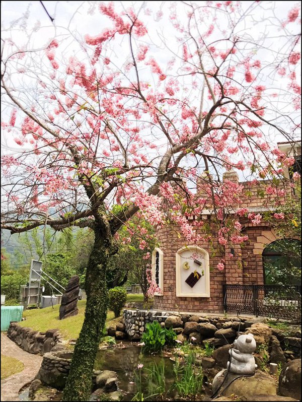 苗栗景點》山中的甜蜜城堡巧克力雲莊，賞花吃甜點還有DIY，住宿泡湯玩水也超讚 @青青小熊＊旅遊札記