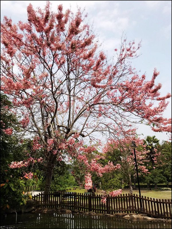 苗栗景點》山中的甜蜜城堡巧克力雲莊,賞花吃甜點還有DIY,住宿泡湯玩水也超讚 @青青小熊*旅遊札記 苗栗景點》山中的甜蜜城堡巧克力雲莊,賞花吃甜點還有DIY,住宿泡湯玩水也超讚 @青青小熊*旅遊札記