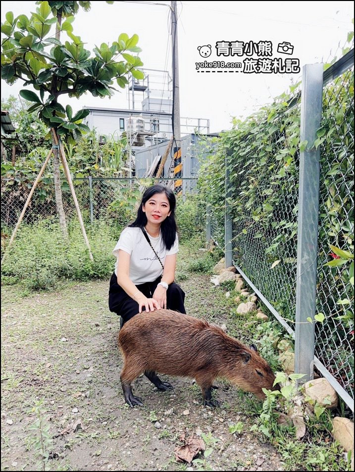 南投埔里新景點》享日咖啡,水豚,鴨鴨都來這做客,吃個早午餐順便找可愛的卡皮巴拉療癒一下 @青青小熊*旅遊札記 南投埔里新景點》享日咖啡,水豚,鴨鴨都來這做客,吃個早午餐順便找可愛的卡皮巴拉療癒一下 @青青小熊*旅遊札記