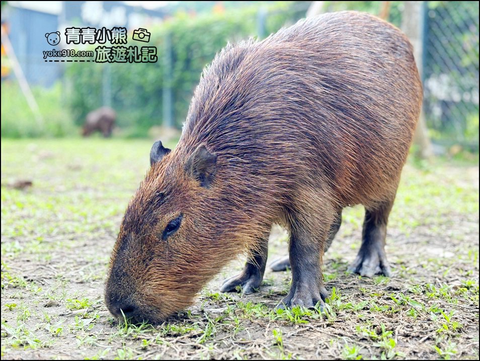 南投埔里新景點》享日咖啡,水豚,鴨鴨都來這做客,吃個早午餐順便找可愛的卡皮巴拉療癒一下 @青青小熊*旅遊札記 南投埔里新景點》享日咖啡,水豚,鴨鴨都來這做客,吃個早午餐順便找可愛的卡皮巴拉療癒一下 @青青小熊*旅遊札記