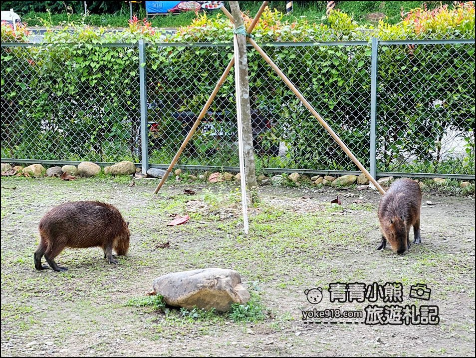 南投埔里新景點》享日咖啡,水豚,鴨鴨都來這做客,吃個早午餐順便找可愛的卡皮巴拉療癒一下 @青青小熊*旅遊札記 南投埔里新景點》享日咖啡,水豚,鴨鴨都來這做客,吃個早午餐順便找可愛的卡皮巴拉療癒一下 @青青小熊*旅遊札記