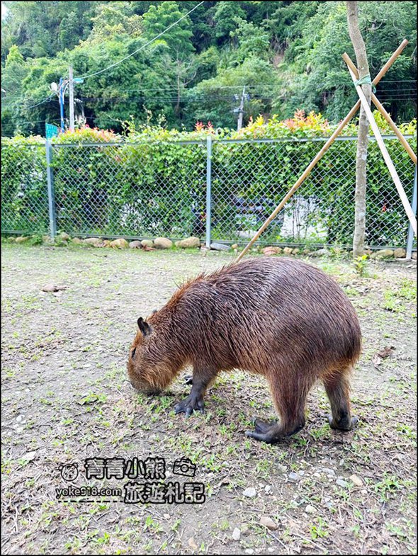 埔里景點一日遊》南投埔里必玩景點.美食.住宿推薦～來埔里就這樣玩 @青青小熊＊旅遊札記
