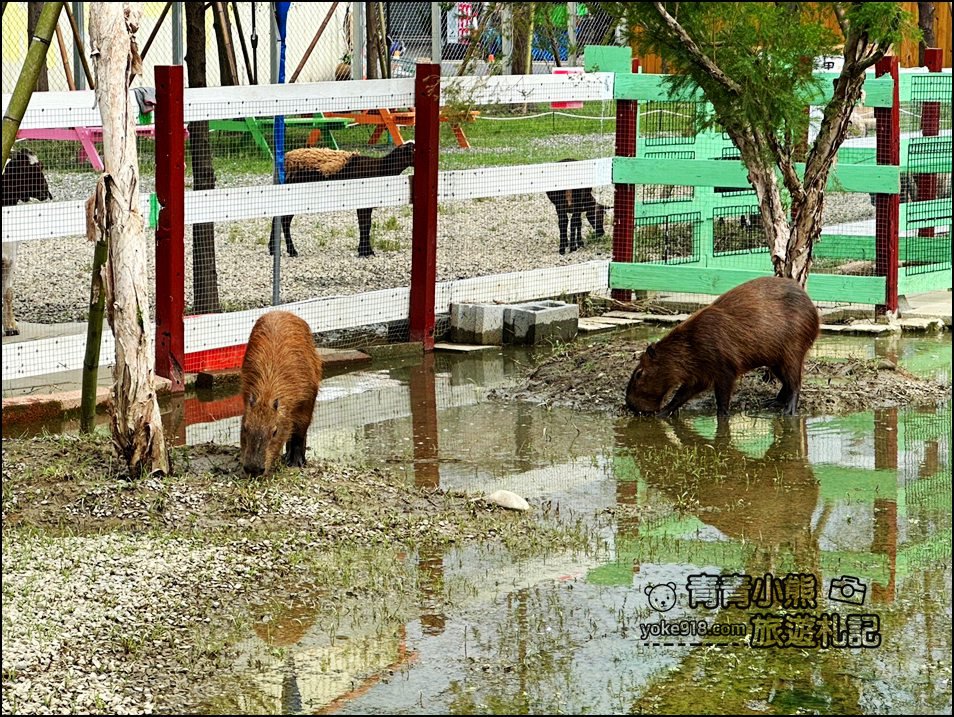 嘉義中埔新景點》萌寵村親子樂園,嘉義新的動物農場~可以與小動物互動還有遊戲設施的新園區 @青青小熊*旅遊札記 嘉義中埔新景點》萌寵村親子樂園,嘉義新的動物農場~可以與小動物互動還有遊戲設施的新園區 @青青小熊*旅遊札記