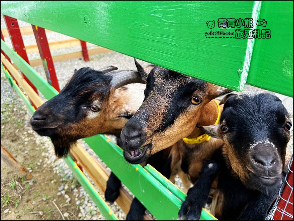 嘉義中埔新景點》萌寵村親子樂園,嘉義新的動物農場~可以與小動物互動還有遊戲設施的新園區 @青青小熊*旅遊札記 嘉義中埔新景點》萌寵村親子樂園,嘉義新的動物農場~可以與小動物互動還有遊戲設施的新園區 @青青小熊*旅遊札記