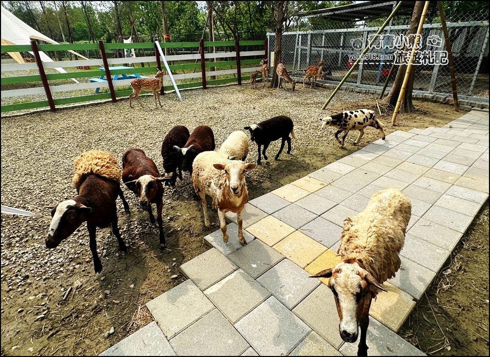 嘉義中埔新景點》萌寵村親子樂園,嘉義新的動物農場~可以與小動物互動還有遊戲設施的新園區 @青青小熊*旅遊札記 嘉義中埔新景點》萌寵村親子樂園,嘉義新的動物農場~可以與小動物互動還有遊戲設施的新園區 @青青小熊*旅遊札記