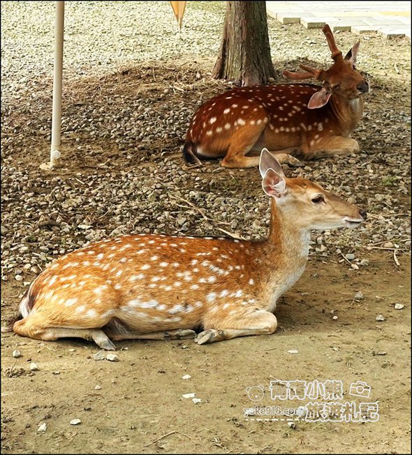 嘉義中埔新景點》萌寵村親子樂園,嘉義新的動物農場~可以與小動物互動還有遊戲設施的新園區 @青青小熊*旅遊札記 嘉義中埔新景點》萌寵村親子樂園,嘉義新的動物農場~可以與小動物互動還有遊戲設施的新園區 @青青小熊*旅遊札記