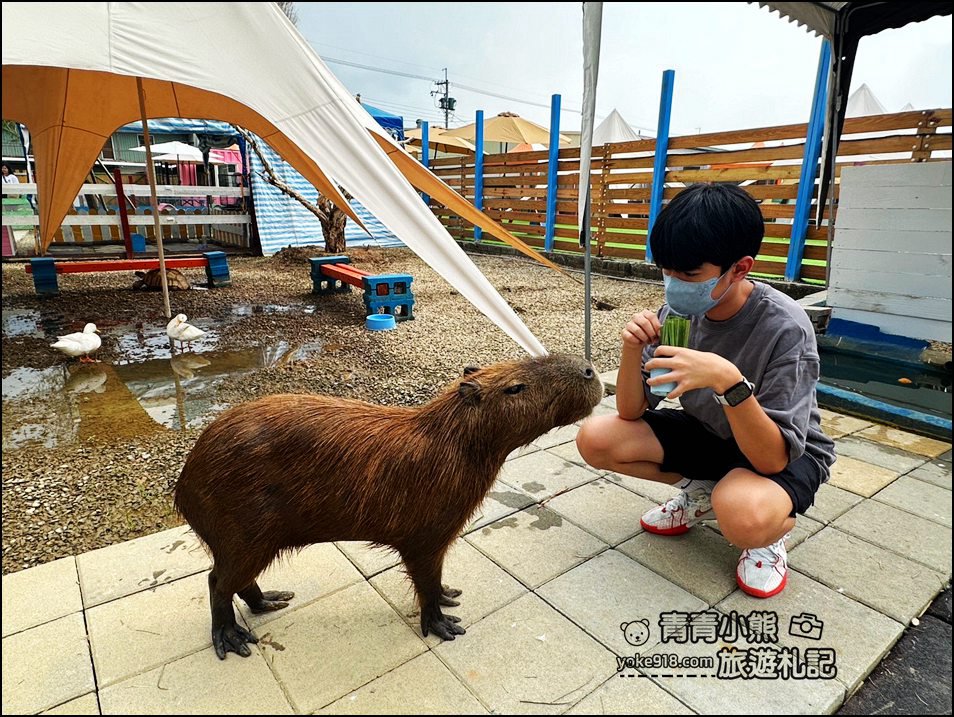 嘉義中埔新景點》萌寵村親子樂園,嘉義新的動物農場~可以與小動物互動還有遊戲設施的新園區 @青青小熊*旅遊札記 嘉義中埔新景點》萌寵村親子樂園,嘉義新的動物農場~可以與小動物互動還有遊戲設施的新園區 @青青小熊*旅遊札記