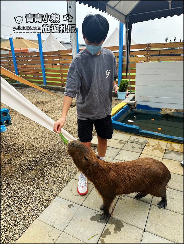 嘉義中埔新景點》萌寵村親子樂園，嘉義新的動物農場~可以與小動物互動還有遊戲設施的新園區 @青青小熊＊旅遊札記