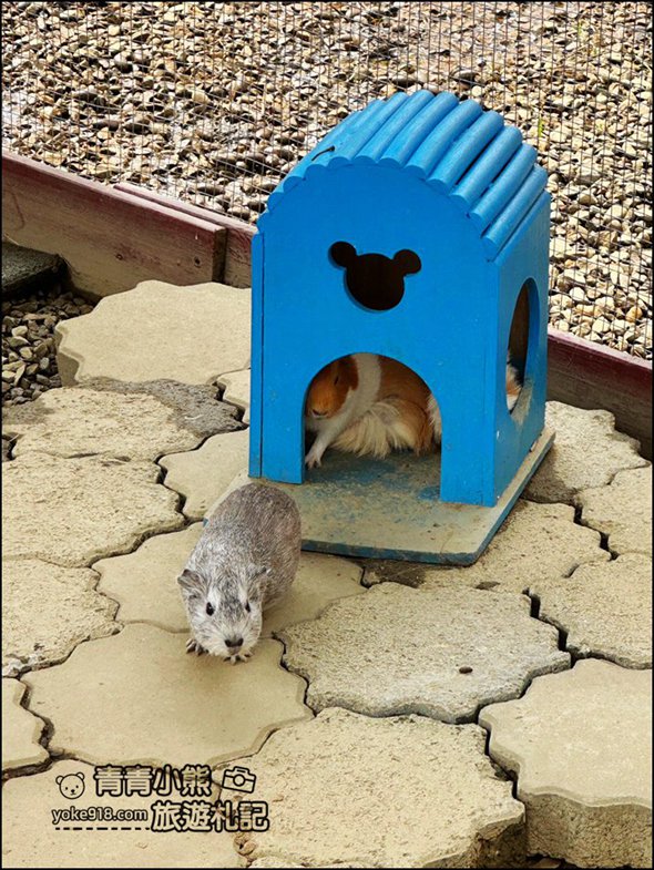嘉義中埔新景點》萌寵村親子樂園，嘉義新的動物農場~可以與小動物互動還有遊戲設施的新園區 @青青小熊＊旅遊札記