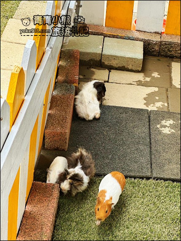 嘉義中埔新景點》萌寵村親子樂園,嘉義新的動物農場~可以與小動物互動還有遊戲設施的新園區 @青青小熊*旅遊札記 嘉義中埔新景點》萌寵村親子樂園,嘉義新的動物農場~可以與小動物互動還有遊戲設施的新園區 @青青小熊*旅遊札記