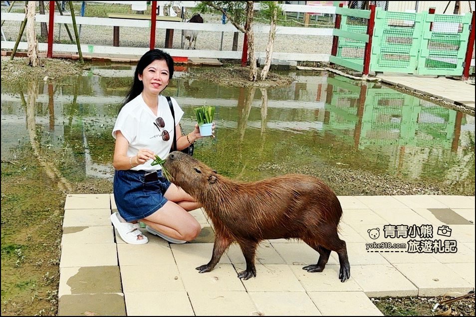嘉義中埔新景點》萌寵村親子樂園,嘉義新的動物農場~可以與小動物互動還有遊戲設施的新園區 @青青小熊*旅遊札記 嘉義中埔新景點》萌寵村親子樂園,嘉義新的動物農場~可以與小動物互動還有遊戲設施的新園區 @青青小熊*旅遊札記